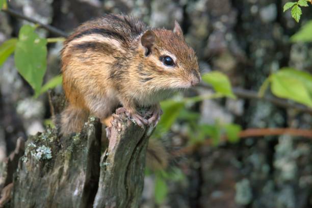 istock Closeup of a chipmunk perched on a tree stump 1530850986