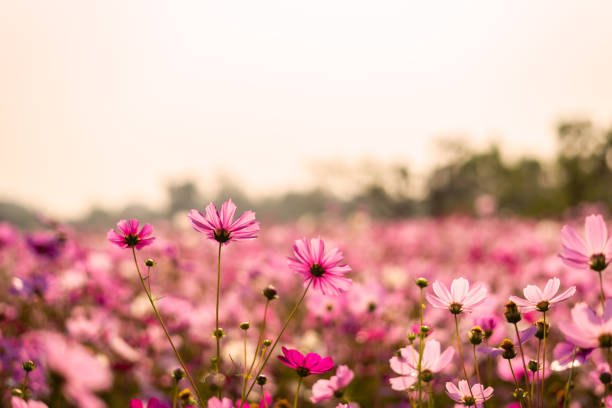 lila kosmosblumen auf dem kosmosfeld im sonnenuntergangslicht. - schmuckkörbchen stock-fotos und bilder