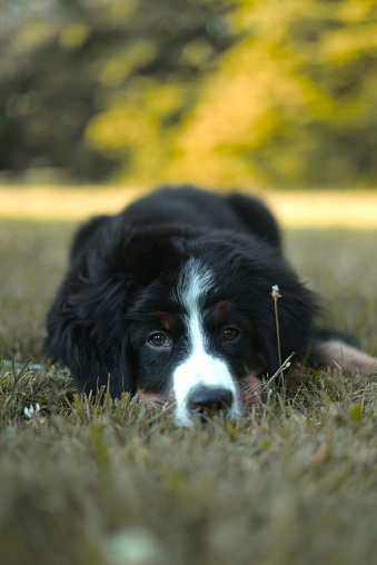 A black and white dog laying in the lush green grass with its head down
