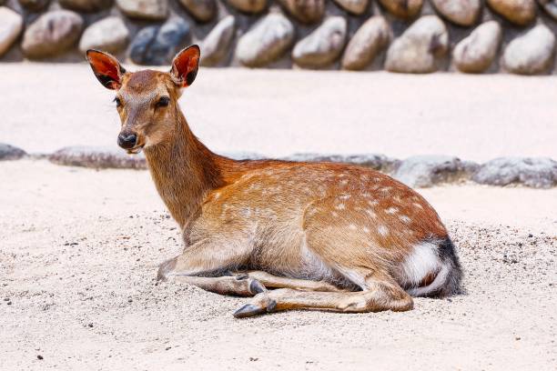 istock Beautiful Sika deer lounging peacefully in the sunlit sand 1530854445