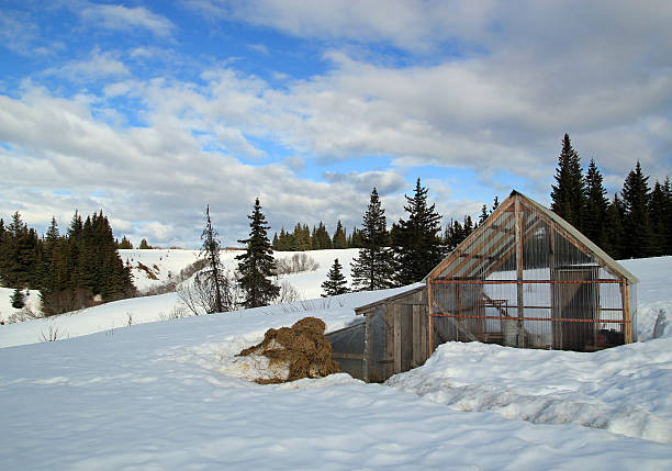 Rural Alaskan greenhouse and chicken coop in the snow Rural Alaskan greenhouse and chicken coop surrounded by snow with blue sky and clouds. winter chicken coop stock pictures, royalty-free photos & images