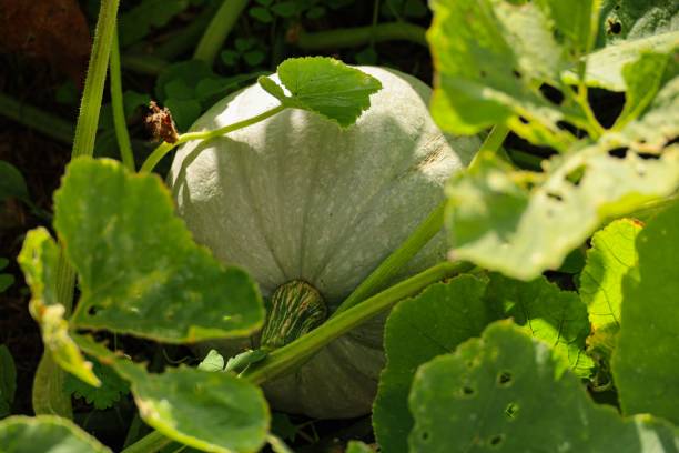 istock Pumpkin growing in a farm field 1530854494