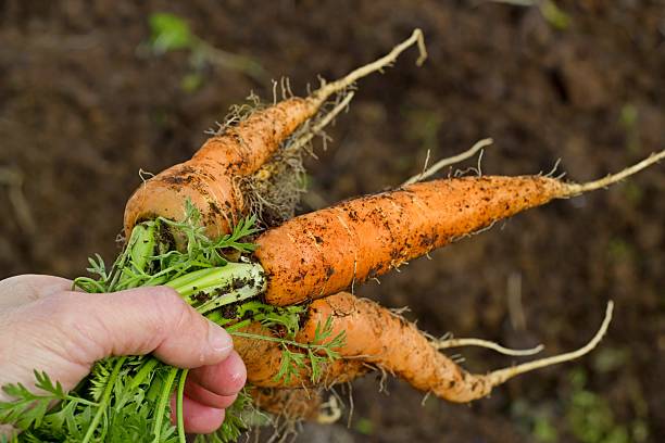 istock Carrots from the garden 153085515