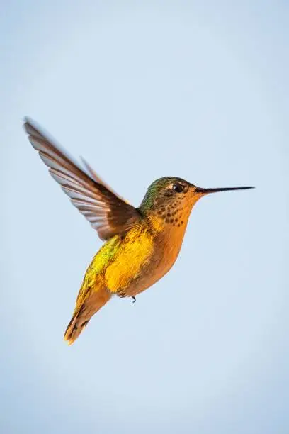 A selective focus shot of a beautiful hummingbird mid-flight
