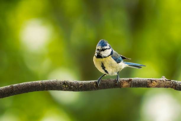 istock Small blue tit bird perched on a thin twig against a lush green blurry background 1530855632