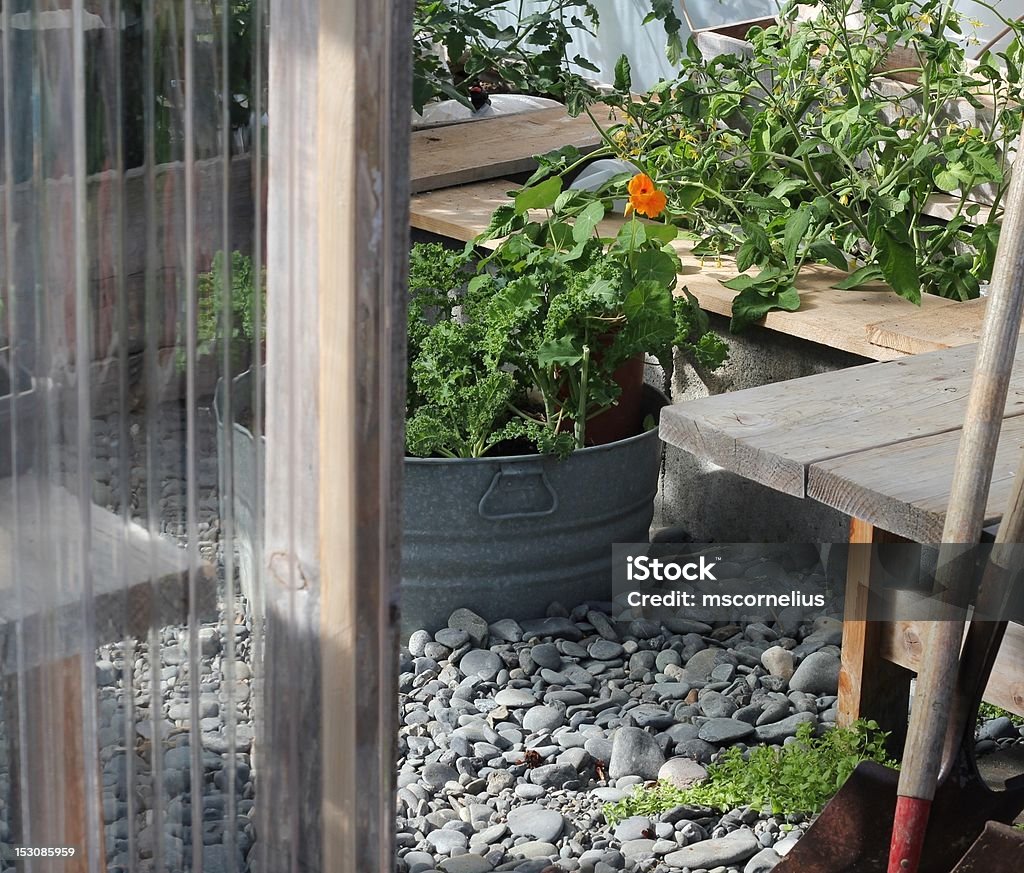 View into the greenhouse in summer View into the greenhouse in summer with tomatoes and kale plants Crucifers Stock Photo