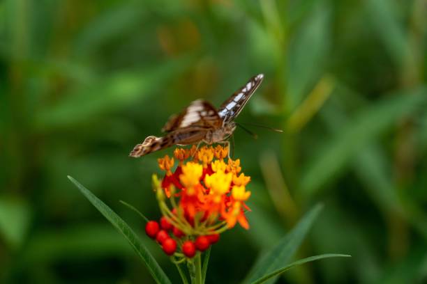 primer plano de una sylvia de parthenos encaramada sobre una flor vibrante en un verde exuberante en un día soleado - parthenos fotografías e imágenes de stock