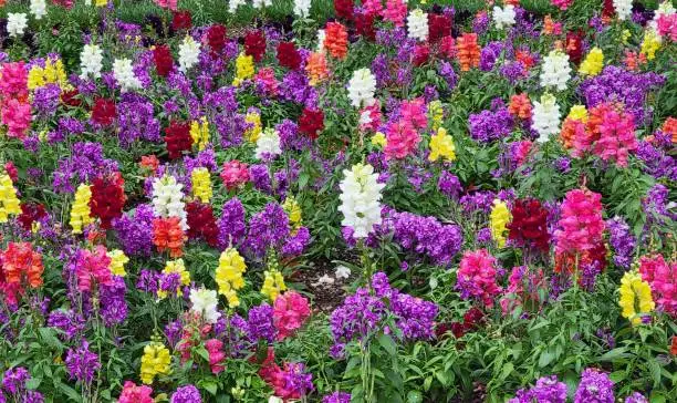A vibrant and lively meadow of wild snapdragon flowers in glorious shades of purple, yellow and red