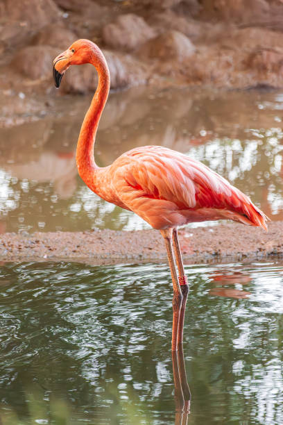 istock American flamingo 1530860755