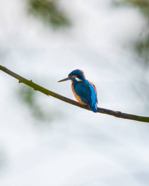 istock Closeup of a kingfisher perched atop a tree branch 1530860897