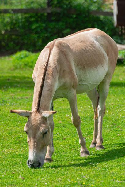 istock Turkmenian kulan, Asiatic wild ass 1530861902