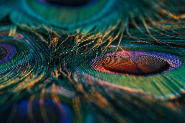 istock Closeup shot of vibrant peacock feathers. 1530862989