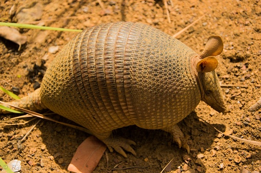 An armadillo curled up in a lush grassy field, looking up at the sky