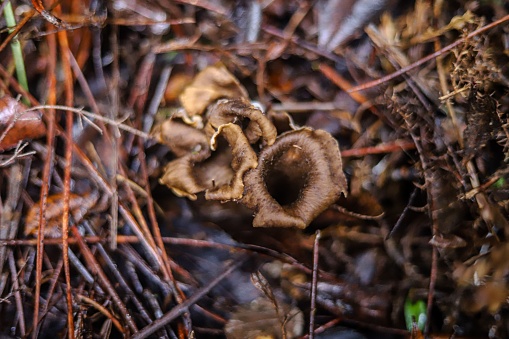 Closeup of fresh edible mushrooms growing in a natural Portuguese woodland environment