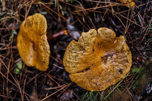 Closeup of fresh edible mushrooms growing in a natural Portuguese woodland environment