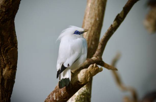 istock Beautiful Bali myna bird perched on a slender branch next to a tree 1530864691