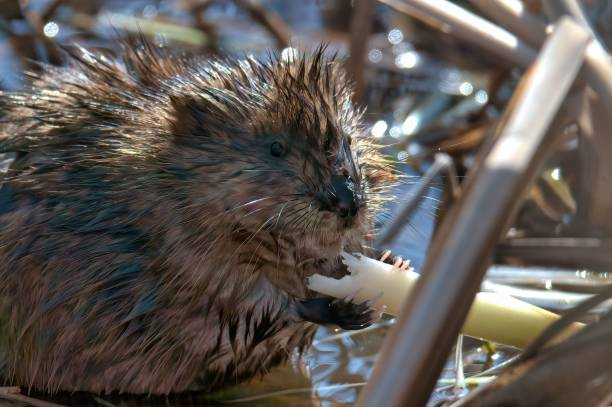 Free Stock Photo of Muskrat | Download Free Images and Free Illustrations