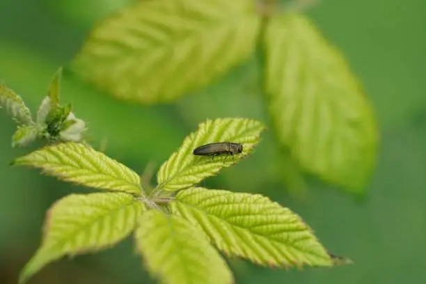 Natural closeup on the small metallic Oak Jewel or splendour beetle, Agrilus biguttatus sitting on a green leaf