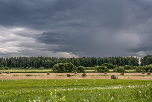 Rural landscape with field, rolls of  hay, forest under the clody sky in summer.