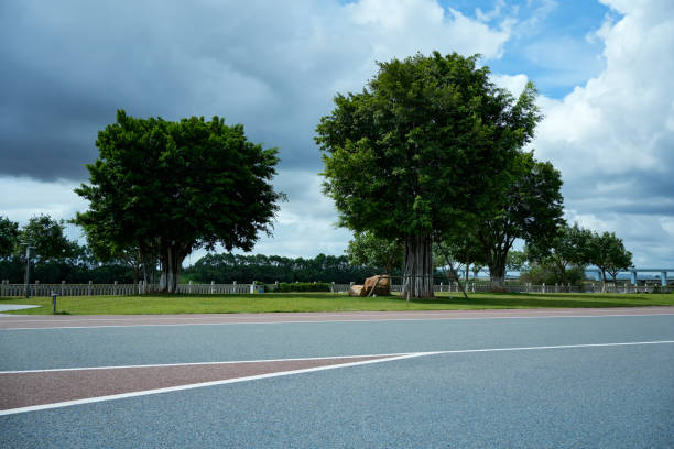 The big tree next to the race track