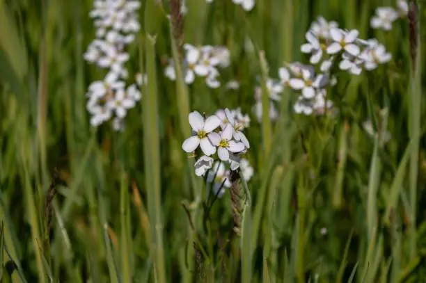 A closeup of white mayflowers growing in a green field