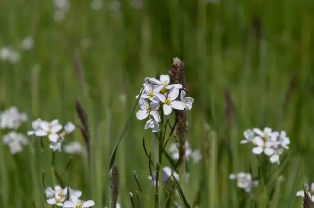 A closeup of white mayflowers growing in a green field