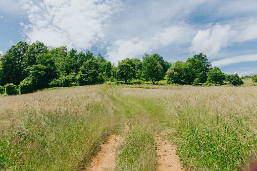 A dirt path traverses a sun-drenched meadow of grass, providing an inviting route through nature's beauty