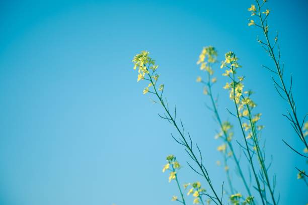 leuchtend gelbe senfpflanze in voller blüte vor idyllischem blauem himmelshintergrund - mustard plant mustard field clear sky sky stock-fotos und bilder