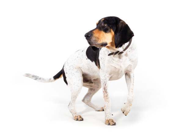 istock Curios dog looking at something in motion. 1530880144