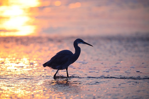 A heron strolling along a sandy beach near the crashing waves of the ocean at sunset