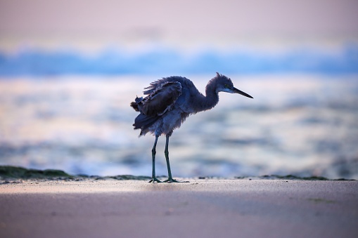 A heron strolling along a sandy beach near the crashing waves of the ocean at sunset