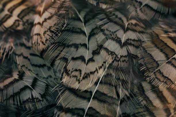 istock Closeup of a background with bird feathers 1530884186