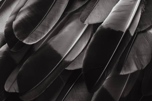 Closeup of a background with bird feathers