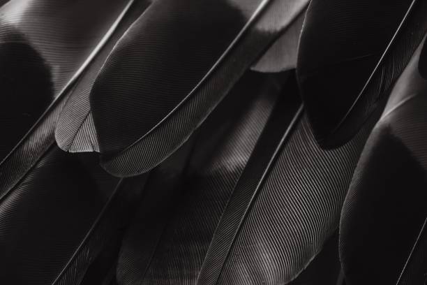 istock Closeup of a background with bird feathers 1530884219