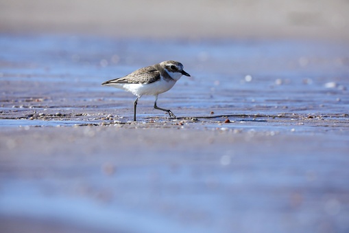 A Sand Plover bird perched atop the shoreline of a sandy beach