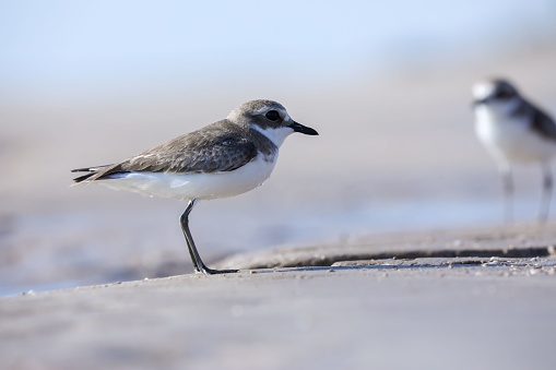 A Sand Plover bird perched atop the shoreline of a sandy beach