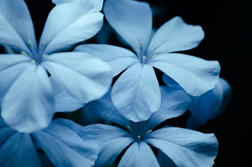 A vibrant blue flowers blooming in a garden setting