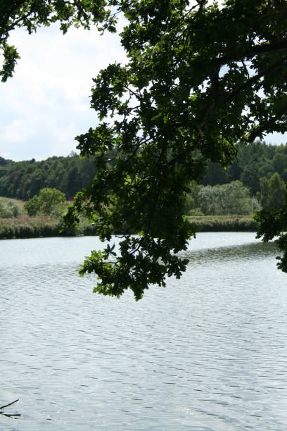 istock Scenic view of a lake seen through lush tree branches 1530889495