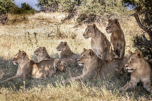 This pride of lions were looking at a herd of impala approaching in the distance.