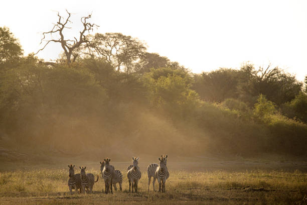 Plains zebra are highly social animals that live in small family units that maintain contact with one another, even when mixing into larger herds of ungulates containing several thousand individuals.