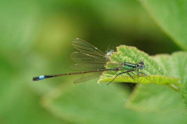 istock Closeup on a common bluetail damselfly, Ischnura elegans sitting on a green leaf 1530895172
