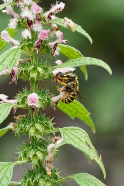 istock Closeup on a European woolcarder bee, Anthidium manicatum feeding on a flowering Leonurus cardiaca 1530895175