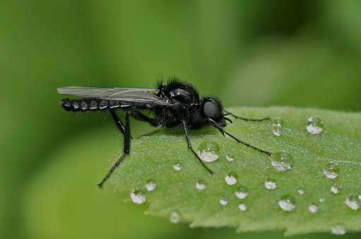 Natural closeup on a black an hairy St. Mark's or hawthorn fly, Bibio marci, sitting on a green leaf in the field