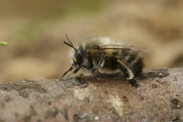 Natural closeup of a male of the hairy-footed flower bee , Anthophora plumipes sitting on a tree-trunk