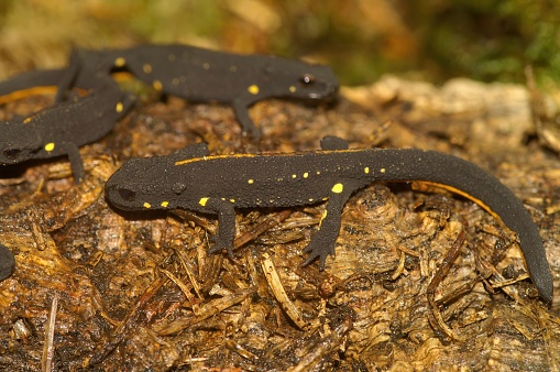 Natural closeup on a terrestrial juvenile of the endangered Chinese warty newt, Paramesotriton chinensis sitting on dried leaf