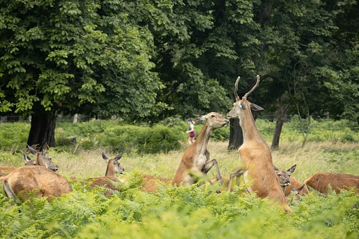 A herd of fallow deer in a meadow surrounded by lush greenery.