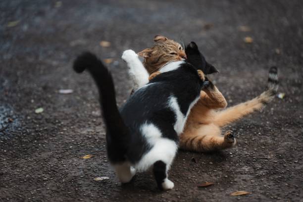 路上で戦う2匹の野良猫のクローズアップショット - cat fight ストックフォトと画像