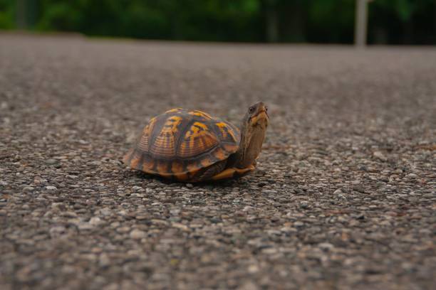 istock Box turtle in the middle of a road. 1530896284