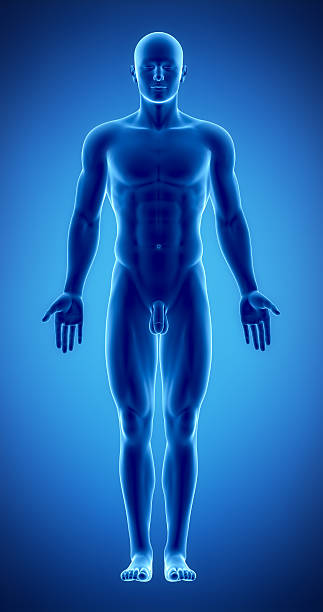 istock Male figure in anatomical position 153089629