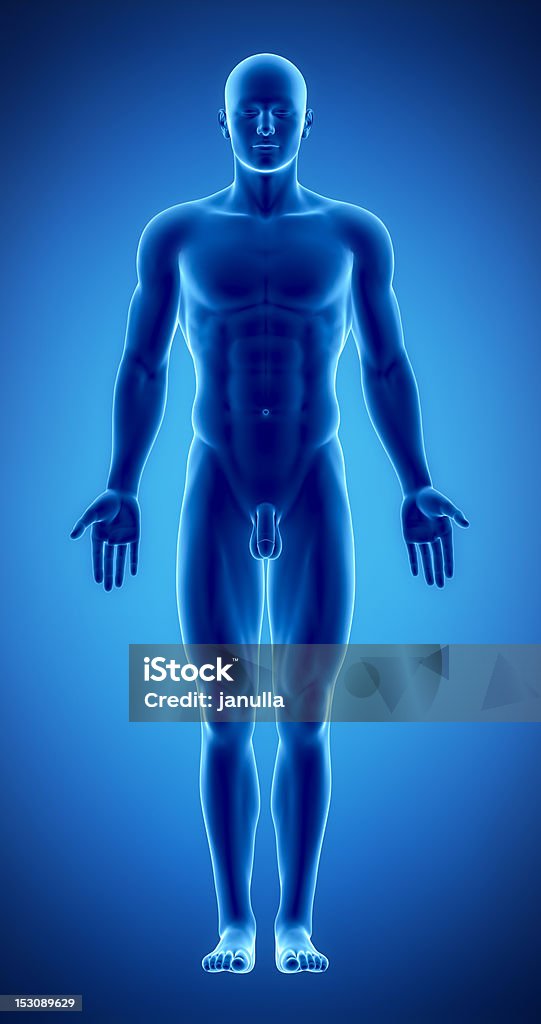 Male figure in anatomical position Male anatomy of human organs in x-ray view Illustration Stock Photo